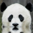 แพนด้าขอบตาขาว