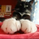 สมาชิกหมายเลข 867524