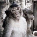 ลิงเมืองลพ