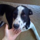 หนวดแมวล่องหน