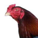 สมาชิกหมายเลข 1623522