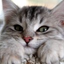 สมาชิกหมายเลข 2031492