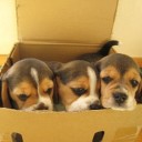 สมาชิกหมายเลข 732400