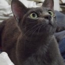 สยามมาเลศ