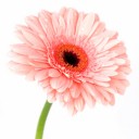 Sweet gerbera