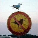 ผ้าขาวม้าสีทอง