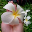 สมาชิกหมายเลข 1242138