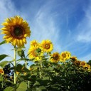 แคบหมูกับไส้อั่ว