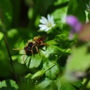 สมาชิกหมายเลข 868671