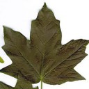 สมาชิกหมายเลข 870424