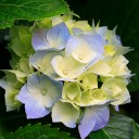 สมาชิกหมายเลข 1695703