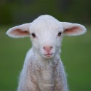 สมาชิกหมายเลข 2096890