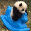 หมีน้อยคอยเธอ