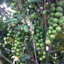 เกษตรกรตัวน้อยๆ