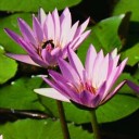 สมาชิกหมายเลข 873004