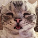 ปลาทองแก้มป่อง แมวน้อยช่างงอน