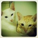 แมวเม้าท์