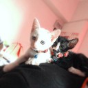 มุ้งมิ้งแมว