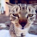 กัปตันบาบูน