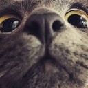 สมาชิกหมายเลข 2910162