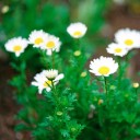 สมาชิกหมายเลข 806784