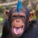 ลิงระเบิดหู