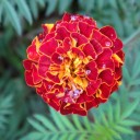 ผ่านมาแค่ให้รัก