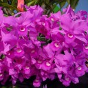 สมาชิกหมายเลข 873428