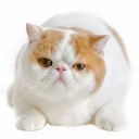 สมาชิกหมายเลข 1131716