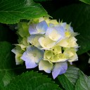 สมาชิกหมายเลข 1244358