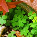 ต้อยติ่งพิงส้มกบ