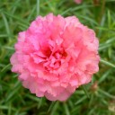 แพรสีรุ้ง