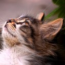 สมาชิกหมายเลข 2121990