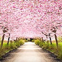 สมาชิกหมายเลข 2513295