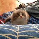 หมูหยองเหมียวๆ