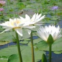 สมาชิกหมายเลข 1275947