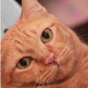 แมวหาวที่หน้าห้อง