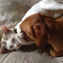 สมาชิกหมายเลข 2122730