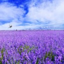 สมาชิกหมายเลข 3084482