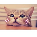 สมาชิกหมายเลข 732655