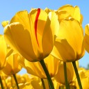 สมาชิกหมายเลข 753155