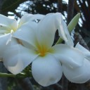 สมาชิกหมายเลข 877870