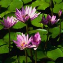 สมาชิกหมายเลข 1275825