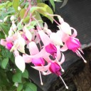 ฟุคเซียตุ้มหูนางฟ้า
