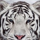 สมาชิกหมายเลข 2125210