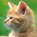 สมาชิกหมายเลข 3354667