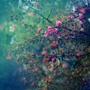 คุณนายปลาแดก