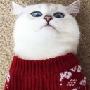 สมาชิกหมายเลข 2919127