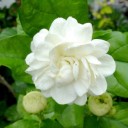 สมาชิกหมายเลข 1258347