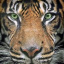 สมาชิกหมายเลข 2126415